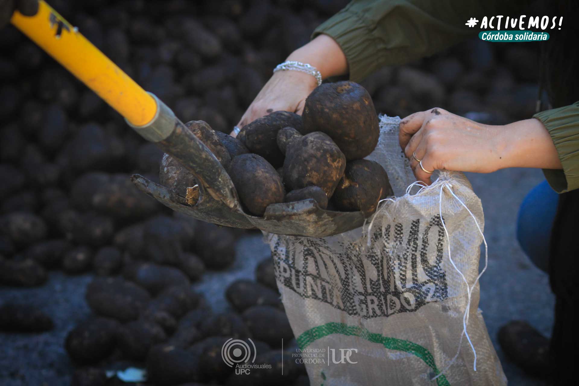 Una mujer moviendo una docena de papas desde una pala hacia una bolsa de arpillera