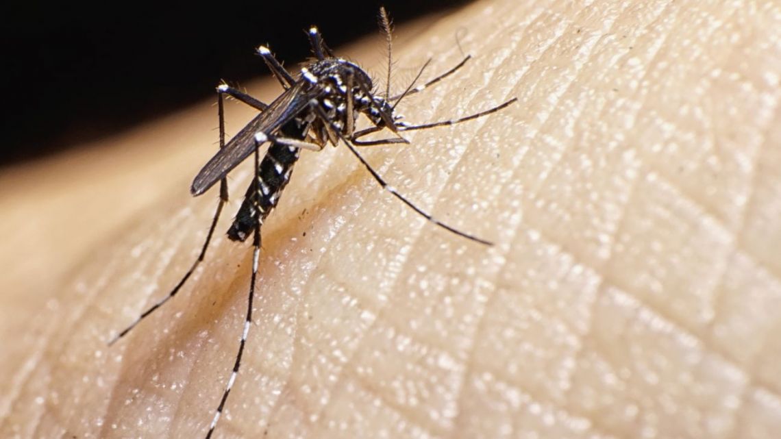 Un mosquito que transmite el dengue
