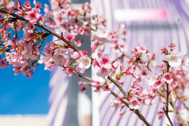 sakura FCE