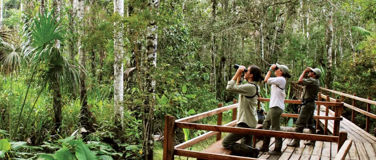 En una selva con muchos árboles hay tres personas mirando por binoculares sobre un amplio deck de madera